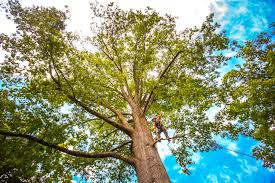 Best Emergency Tree Removal  in Middleburg, PA