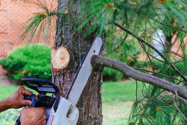 How Our Tree Care Process Works  in  Middleburg, PA